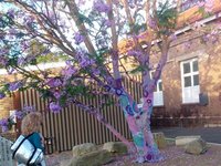 2014-11-21 Alison and a wrapped Jacaranda tree (c) Jason Grossman.jpg